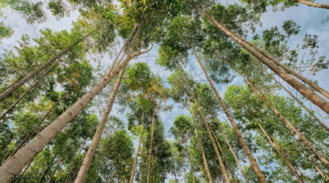 Lagata Strengthens Its Forestry Portfolio Through the Acquisition of Miro Forestry